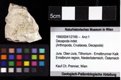 Foto (Objket + Etiketten) von Decapoda indet. 